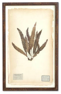 Dried Fern Prints