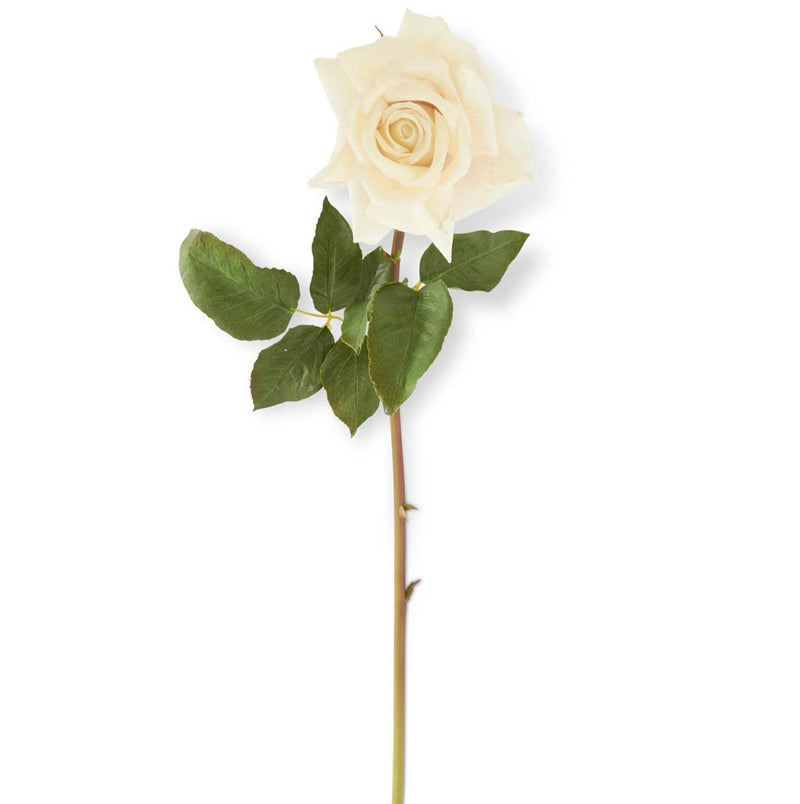 White Duchess Rose
