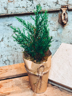 Mini Tree
