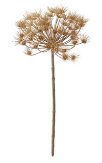 Fall Allium Stem